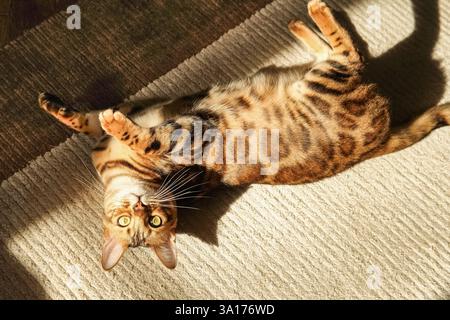 Bengal cat lying on its back on a light carpet, illuminated by sunlight. Contrasting lighting, shadows, top view Stock Photo