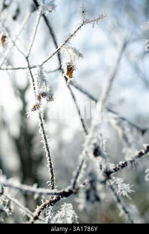 Frozen dried flowers on a plant in winter Stock Photo