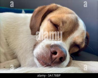 Close-up of a sleeping puppy resting peacefully on a soft surface Stock Photo