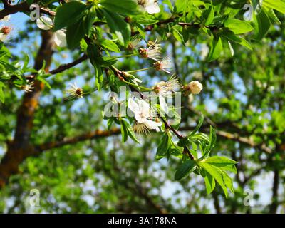 Spring mood, cherry tree flowers Stock Photo