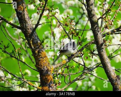 Spring mood, cherry tree life Stock Photo