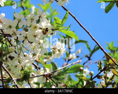 Spring mood, cherry tree flowers Stock Photo