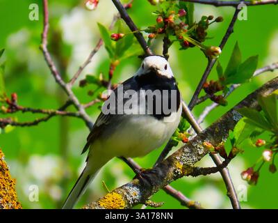 Spring mood, cherry tree flowers Stock Photo