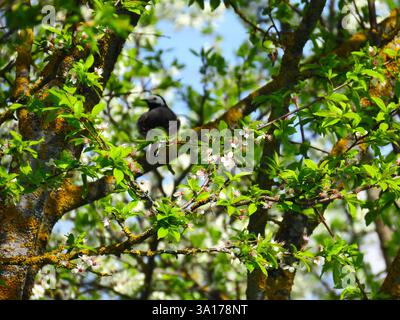 Spring mood, cherry tree flowers Stock Photo