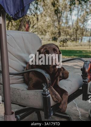 Brown Labrador Retriever sitting on patio furniture in backyard Stock Photo