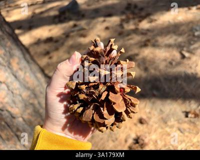 A hand holding a dried pine cone outdoors with forest floor background Stock Photo