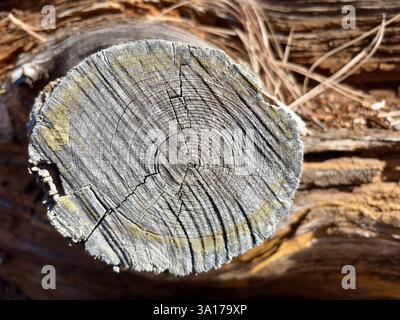 Close-up of tree stump with visible growth rings and cracks Stock Photo