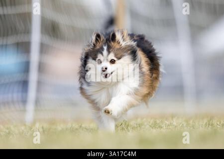 Pomsky Mix Running Lure Course Sprint Dog Sport Stock Photo