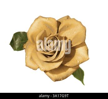 Beautiful yellow digitally adjusted rose with water drops on petals closeup isolated silhouette on white background Nature photography Stock Photo