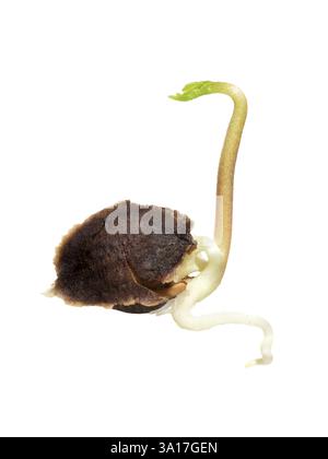 Germinated seed of Moringa Oleifera healthy edible plant, Drumstick tree, isolated on white background Stock Photo