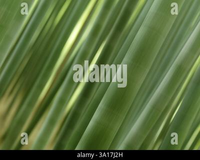 Abstract blurred closeup of green bamboo forest closeup of stems, artistic background Stock Photo