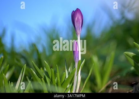 A vibrant purple crocus flower in lush greenery against a bright blue sky, symbolizing renewal, beauty, and nature's tranquility during springtime Stock Photo