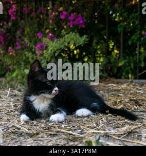 Black kitten with white paws laying on the ground, looking away in Kos town, Kos island, Greece Stock Photo