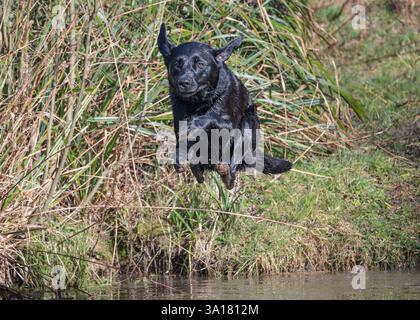 Black Labrador Retriever jumping into water Stock Photo