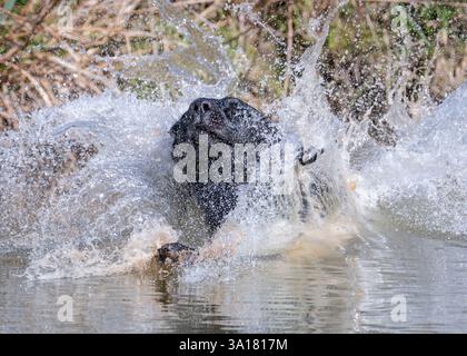 Black Labrador Retriever jumping into water Stock Photo