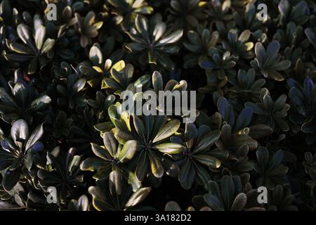 background green leaves in the shade dense thick leaves a ray of light falls on the leaves, a play of light and shadow Stock Photo