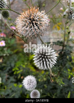 Great globe thistle flower heads both with, and without, flowers in the grounds of Haddon Hall, near Bakewell in the Peak District. Stock Photo