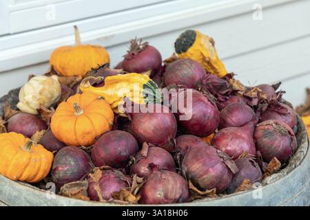 A bunch of red onions and small decorative pumpkins. High quality photo Stock Photo