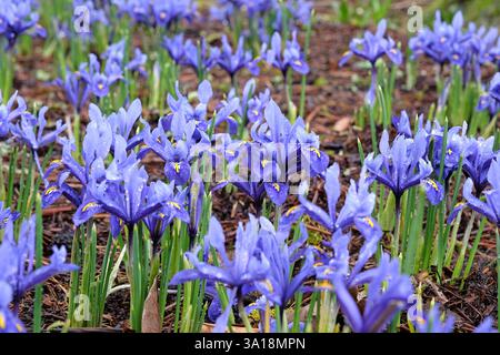 Dark blue Iris Reticulata ‘Harmony’ in flower. Stock Photo