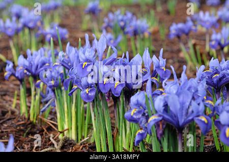 Dark blue Iris Reticulata ‘Harmony’ in flower. Stock Photo