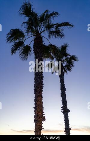 Two palm trees stand tall against a gradient of blues and purples during twilight, creating a peaceful and serene atmosphere. Stock Photo