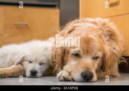 Older golden retriever and small puppy golden retriever sleeping together on floor of home kitchen. Stock Photo