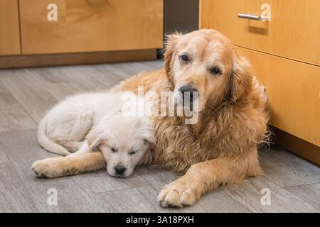 Older golden retriever and small puppy golden retriever sleeping together on floor of home kitchen. Stock Photo
