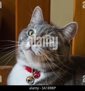 Gray cat with red collar and bell with looking alert and curious. Stock Photo