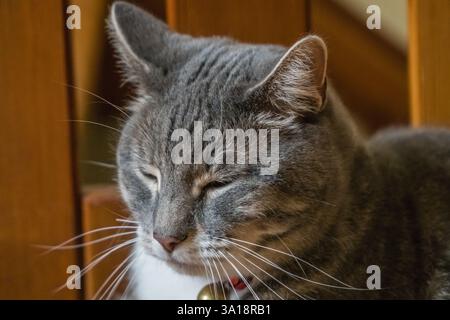 Gray cat with red collar and bell with looking sleepy. Stock Photo