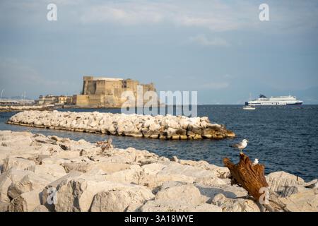 Naples, Italy - May 27, 2024: A seagull perched on a log with the Ovo Castle in the background, the castle's stone walls and towers standing tall agai Stock Photo