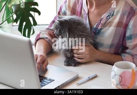 Unrecognizable woman sitting at desk with cute grey cat using laptop computer Stock Photo