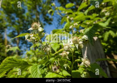 Raspberry (Rubus idaeus) - flowering shrub Stock Photo