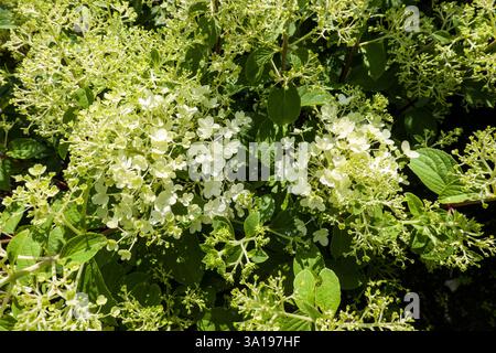 Panicle hydrangea (Hydrangea paniculata) - flowering plant Stock Photo