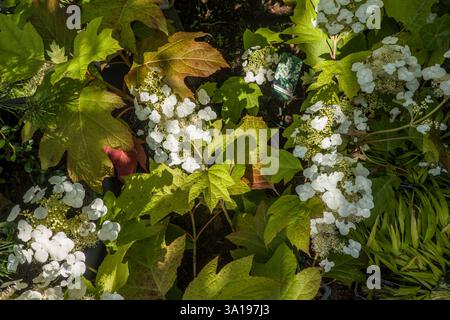 Oak-leaved hydrangea (Hydrangea quercifolia) Sike's Dwarf - flowering plant Stock Photo