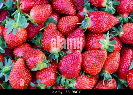 Freshly harvested strawberries with vibrant red color and green leaves. The detailed texture and natural shine highlight their freshness and ripeness. Stock Photo