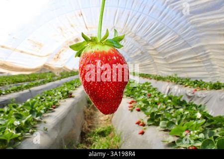 A ripe strawberry hanging from its stem in a greenhouse. The background shows rows of strawberry plants with green leaves and red fruits. Stock Photo