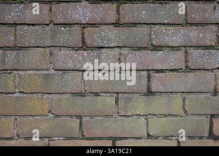 A brick wall with a green mossy covering. The wall is made of bricks and has a rough texture Stock Photo