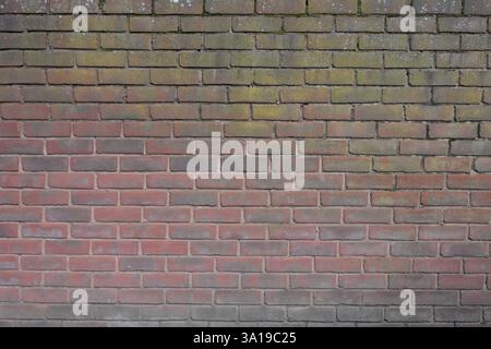 A brick wall with a greenish-yellowish color. The wall is made of bricks and has a rough texture Stock Photo
