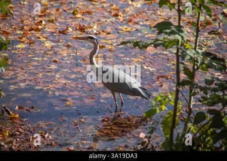 Grey heron stalks the pond in search of fish Stock Photo