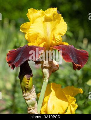 bearded iris (Iris barbata), close up image of the flower head Stock Photo