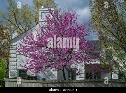 An Eastern Redbud Tree in full bloom in the backyard of a home in Denver, Colorado on a beautiful Spring day. Stock Photo