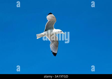 A kittiwake in flight against a blue sky Stock Photo
