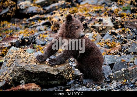 Cute grizzly cub in pose Stock Photo