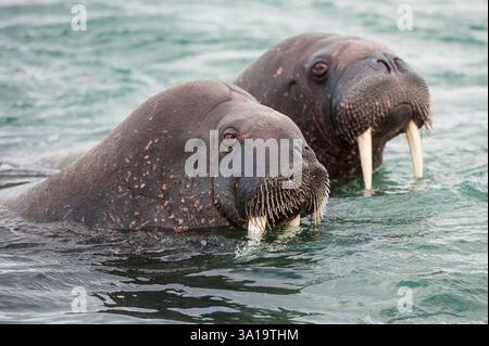 head-portrait-of-two-walruses-