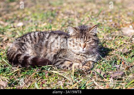 A gray tabby kitten, squinting his eyes, basks in the sun while lying on the grass. Stock Photo