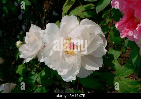 Large white peony flower in Peak Bloom Stock Photo