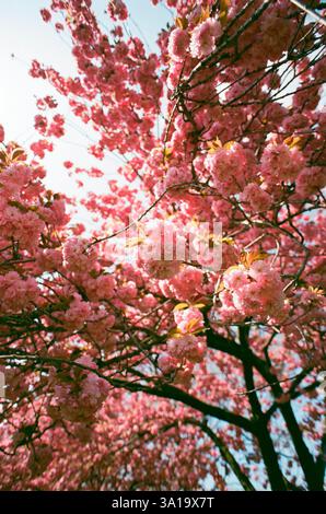 Cherry blossoms in peak bloom at the National Mall and Tidal in