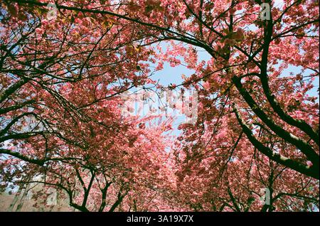 Low angle view of Cherry Blossoms in peak bloom on trees Stock Photo