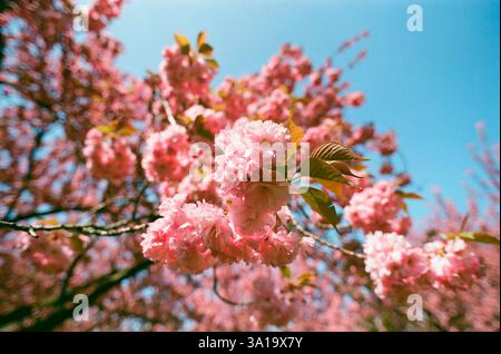 Close-up of cherry blossoms in bloom on Tree Stock Photo