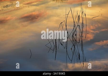 Dry stems and the colorful evening sky are reflected in the water on a flooded meadow Stock Photo